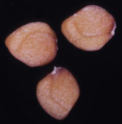 Cardamine mutabilis. Seeds.
 Image: P.B. Heenan © Landcare Research 2019 CC BY 3.0 NZ